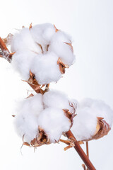 cotton buds on white background
