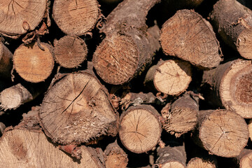 Tree trunks as a background.