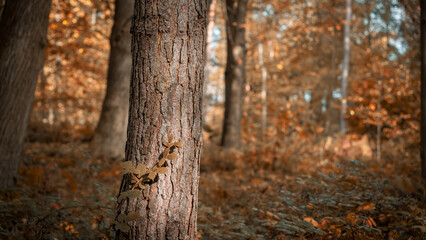 Trees in the autumn woods