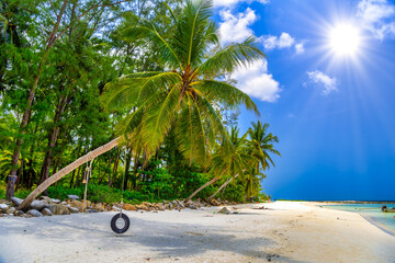 Coconut palm with swinging tire, Malibu Beach, Koh Phangan islan