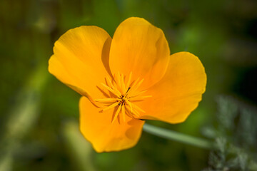 close up of Centre of orange poppy