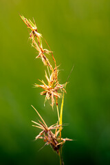 Fine art image of grass background isolated by green grass.