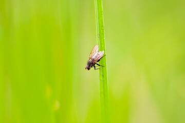 Fine art image of fly background isolated by green grass.