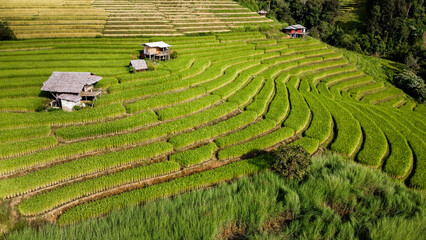 Aerial view of Rice terrace at Ban pa bong piang in Chiang mai Thailand