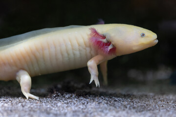 Axolotl Paedomorphic Salamander