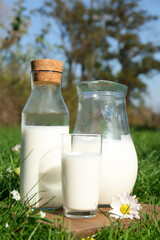 Glassware with fresh milk on green grass outdoors