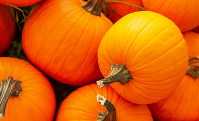 Many ripe orange pumpkins on grass, top view
