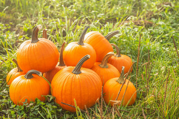Many ripe orange pumpkins on green grass outdoors