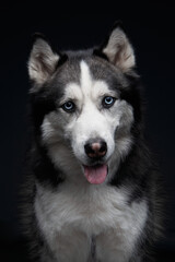 Siberian Husky on a black background. Beautiful dog in the studio