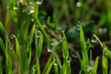 Nice morning dew on green grass close up macro photography nature with free space for text