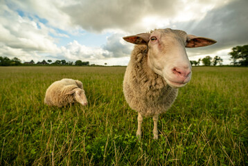 Obraz premium Sheep on grassy field against sky at farm