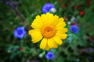 yellow wildflower close up