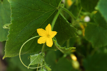 Blooming cucumber plant growing outdoors, closeup view