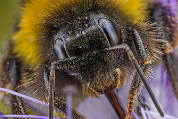 close up of bee face