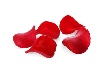 Fresh red rose petals on white background