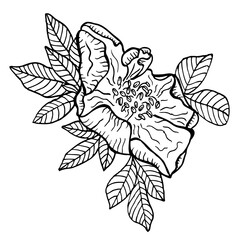 Wild rose, rose hip flowers and leaves, line art drawing. Outline vector illustration isolated on white background. Rose hip bouquet engraving style. Freehand sketch. Graphic style.