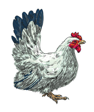 recommend clip art: hand drawing assorted chickens vector illustration clip art