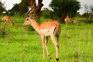 Naklejka na ściany i meble Picture of an African gazelle antelope taken in Kenya