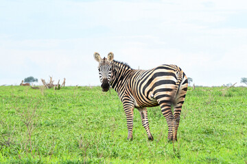 zebra in the grass