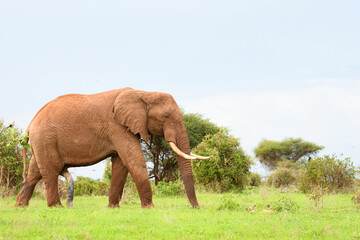 Fototapeta na wymiar Photo of an African Elephant taken in Kenyan national reserves.
