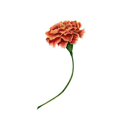 Marigold also known as tagetes flowers watercolor illustration design on transparent background.