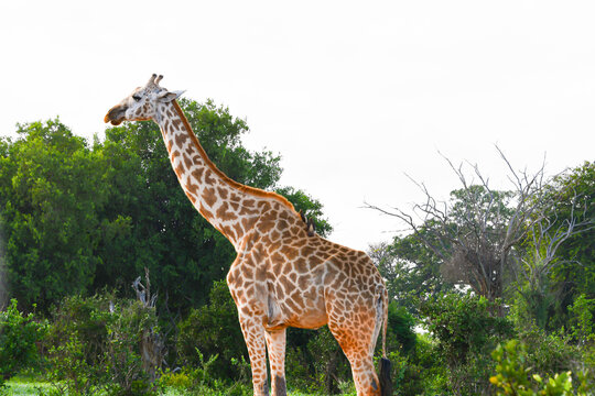 African Giraffe pictures taken in Kenyan national parks.