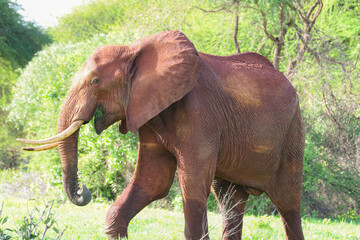 Fototapeta na wymiar Photo of an African Elephant taken in Kenyan national reserves.