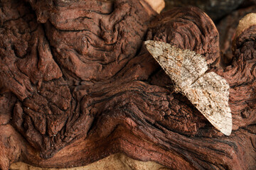 Alcis repandata moth on wooden textured background, top view. Space for text