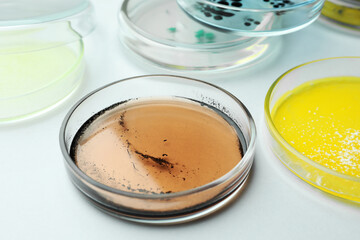 Petri dishes with different bacteria colonies on white background, closeup