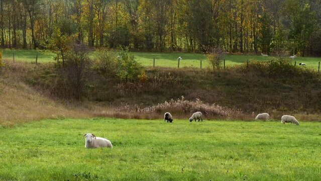 Flock of sheep in green pastures and woodland