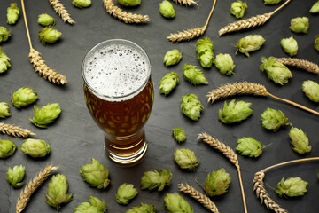 Glass of beer, fresh green hops and spikes on dark grey table