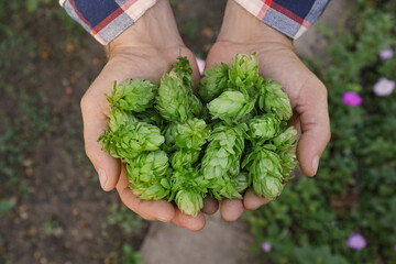 Man holding fresh green hops outdoors, top view