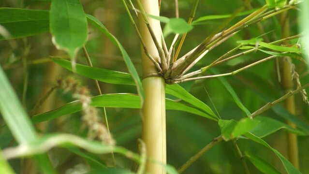 Tall bamboo poll stock Schizostachyum plant growing in Big Island Hawaii