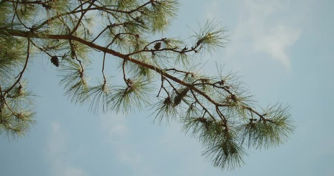 Pine branch swaying in wind against blue sky with few clouds. Static, up view, slomo