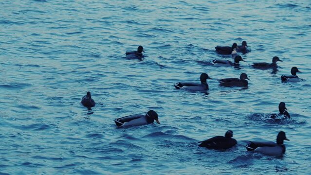 Ducks swimming in Danube Vienna during blue hour