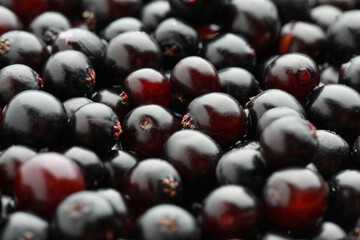 Fresh black elderberries (Sambucus) as background, closeup