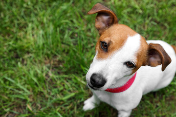 Beautiful Jack Russell Terrier in red dog collar outdoors, above view. Space for text