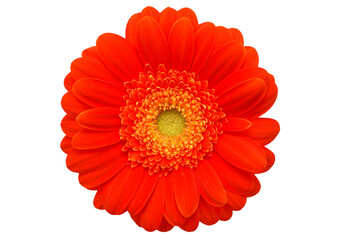 Bright orange gerbera daisy flower  isolated on transparency photo png file 