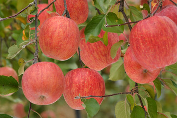 赤く熟した信州リンゴ