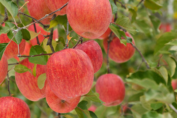 赤く熟した信州リンゴ
