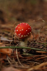 Amanita muscaria, red toadstul in the forest