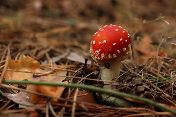 Amanita muscaria, red toadstul in the forestм