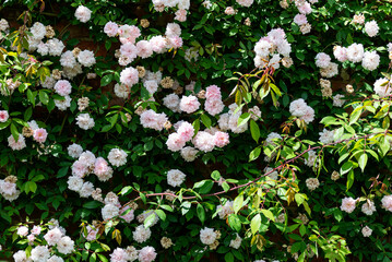Wall of  Pink Roses During the Spring Season