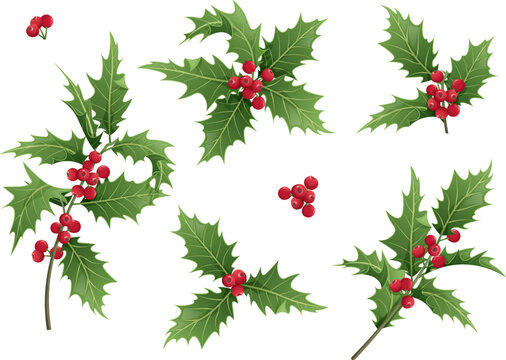 Set of Christmas leaves and holly berries on a white background. Holly branches for holiday decor. Christmas and New Year illustration