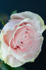 Beautiful pink rose flower with dark blue background