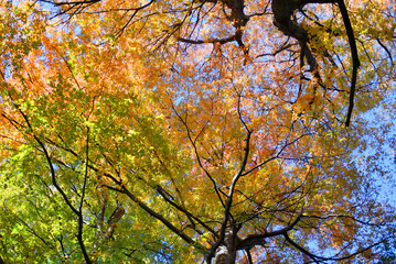 赤や黄色に染まる欅