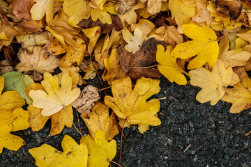 Fallen Autumn Leaves Lying On The Ground