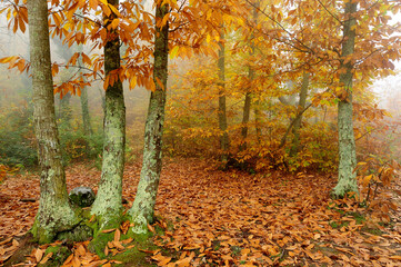 autumn in the park