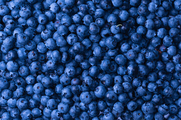 Fresh blueberry background isolated on white.