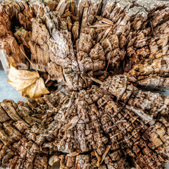  Image Of A Dead Decaying Tree Stump With Patterns And Texture